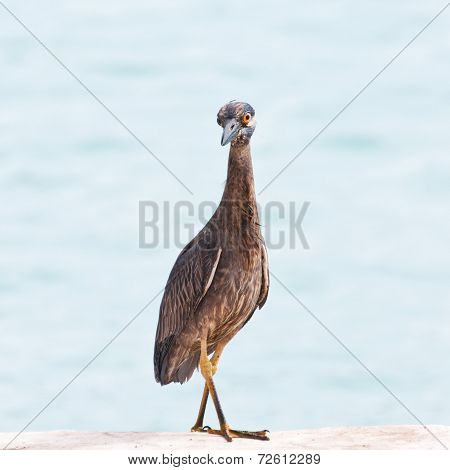 Young yellow crowned night heron