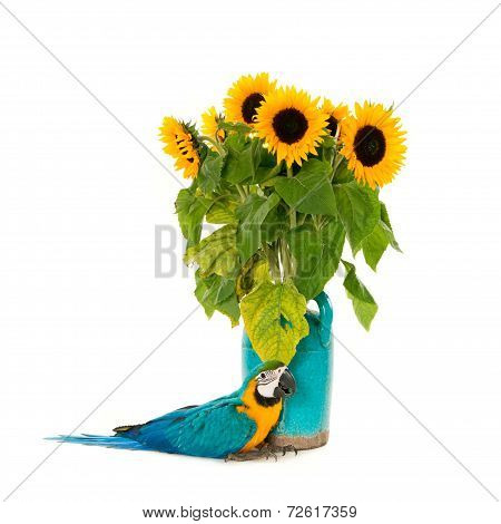 Macaw & sunflowers