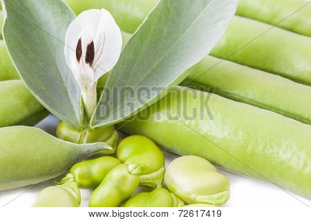 Fave With Flower, Isolated On White Background