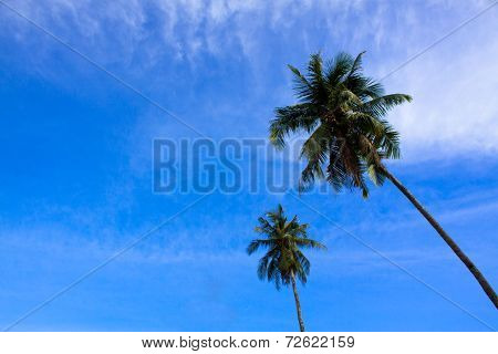 Two Palm Tree with sky and clouds
