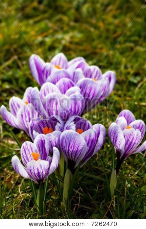 Grupp av randiga våren krokus