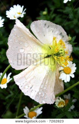 Pansy melocotón con gotas de agua