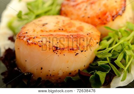 Scallop