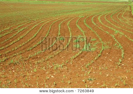 Waves Of Land