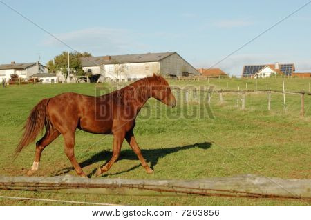 Horse Runs On Pasture.