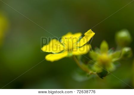 Indian strawberry, Potentilla hebiichigo, in Japan