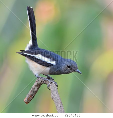 Oriental Magpie Robin Bird