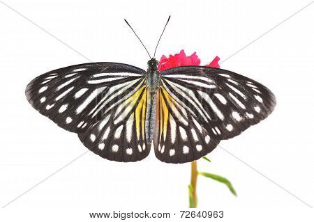 Malayan Wanderer Butterfly