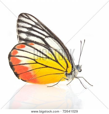 Painted Jezebel Butterfly