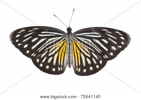 Malayan Wanderer Butterfly