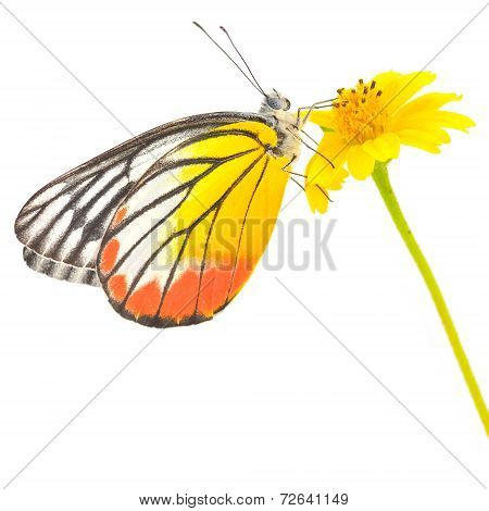 Butterfly On Flower