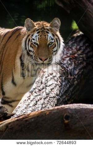 Bengal Tiger Panthera Tigris Tigris In Captivity