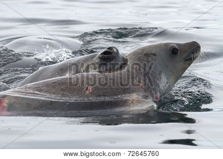Leopard Seal Who Attacked A Young Crabeater Seal