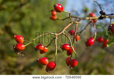 Rosa canina