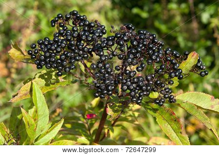Sambucus ebulus