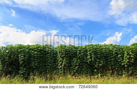Cassava plant in the farm