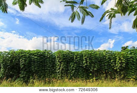 Cassava plant in the farm