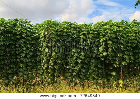 Cassava plant in the farm