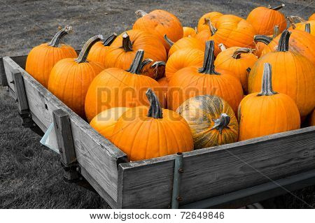 Orange Pumpkin