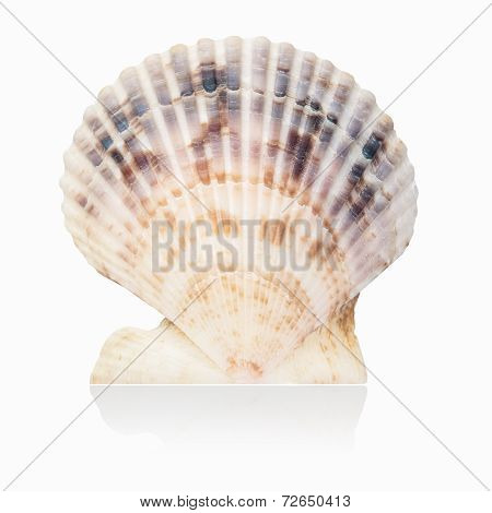 Scallop Shell Isolated