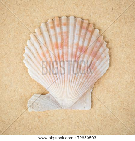 Scallop Shell Closeup