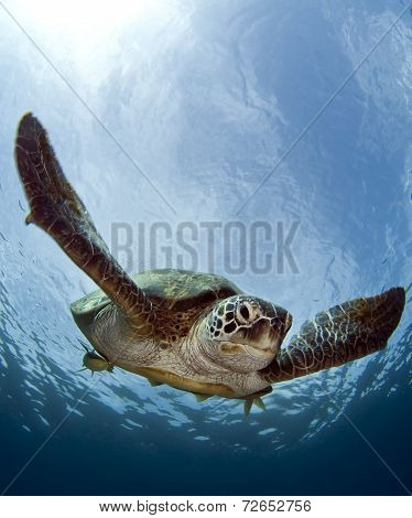 hawskbill turtle
