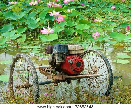 Lotus Pond, Vietnam Flowers