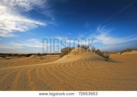 desert landscape