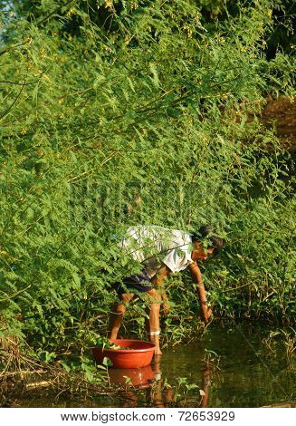 Vietnamese Pick Dien Dien Flower