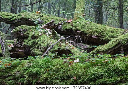 Most Wrapped Broken Oak Tree Lying