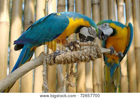 Blue And Yellow Macaw
