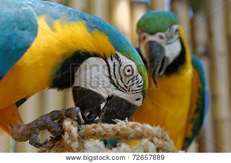 Blue And Yellow Macaw