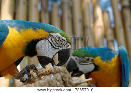 Blue And Yellow Macaw