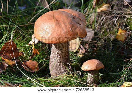 mushrooms