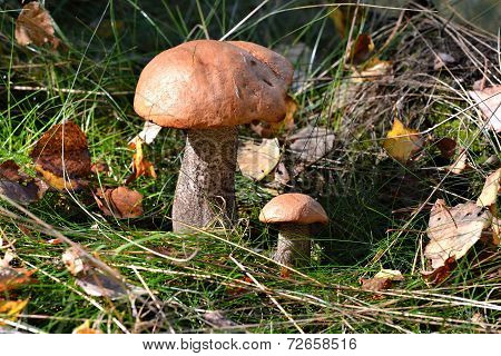 mushrooms