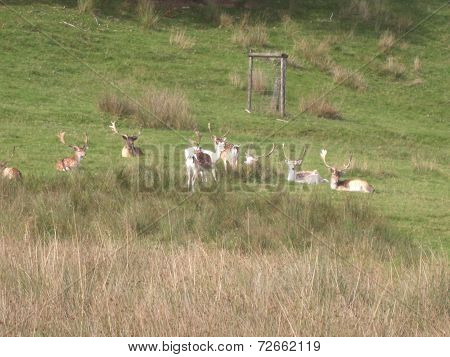Reindeer or caribou