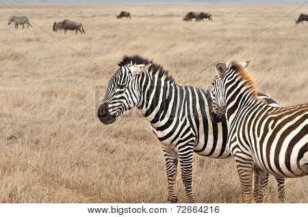 Zebras in wilderness