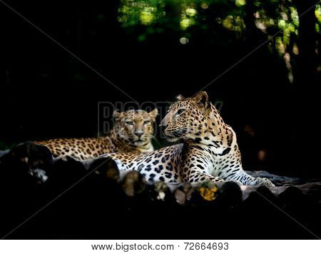 Jajuar Resting On Timber