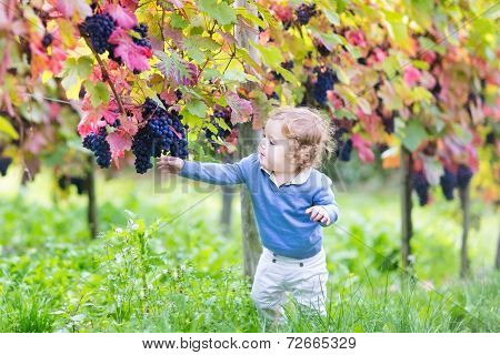 Cute Baby Girl Eating Fresh Ripe Grapes In A Beautiful Sunny Autumn Vine Yard