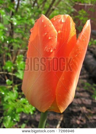 Fiore di primavera - tulipano arancia
