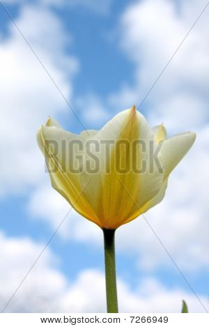 Primavera flor - tulipa branca e amarela