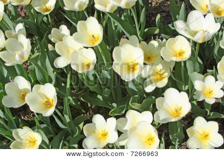 Tulipas brancas