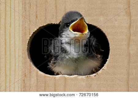 Baby Tree Swallow In A Bird House