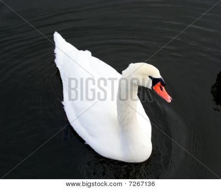 Svane