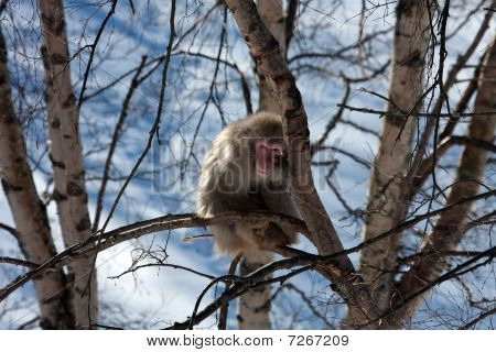 Snow Monkey
