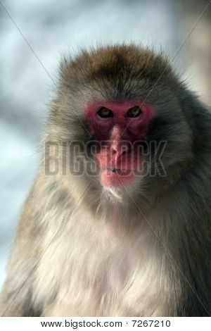 Snow Monkey