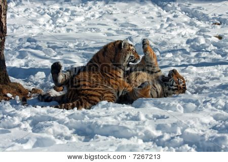 Amur-Tiger Cubs spielen