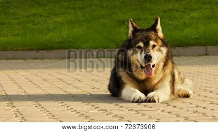 Malamute Dog Laying On Concrete