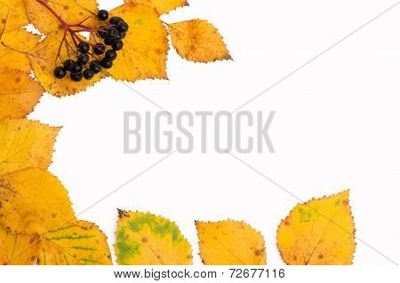 Leaves And Berries In Fall