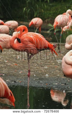Flamingo